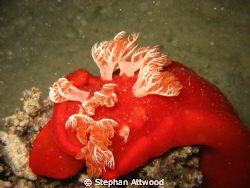 Spanish Dancer on Night Dive at Wadi Lahami by Stephan Attwood 